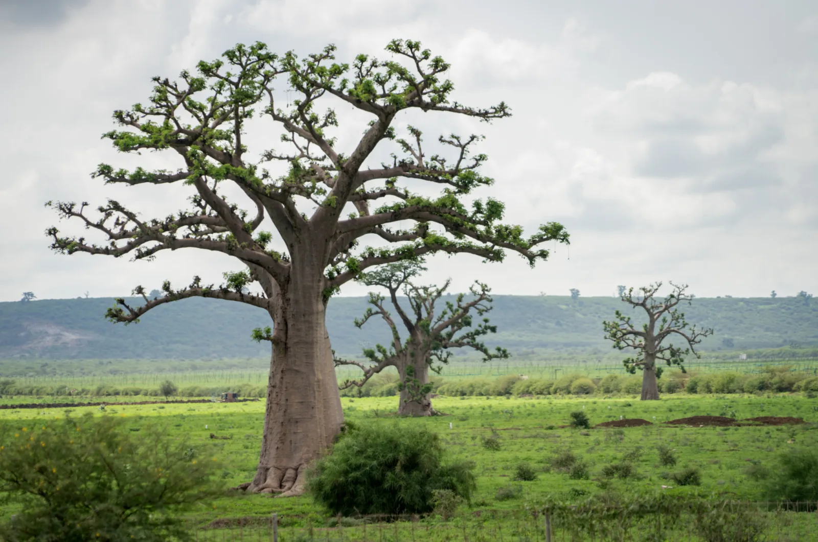 Baobabs près de Thiès, Sénégal