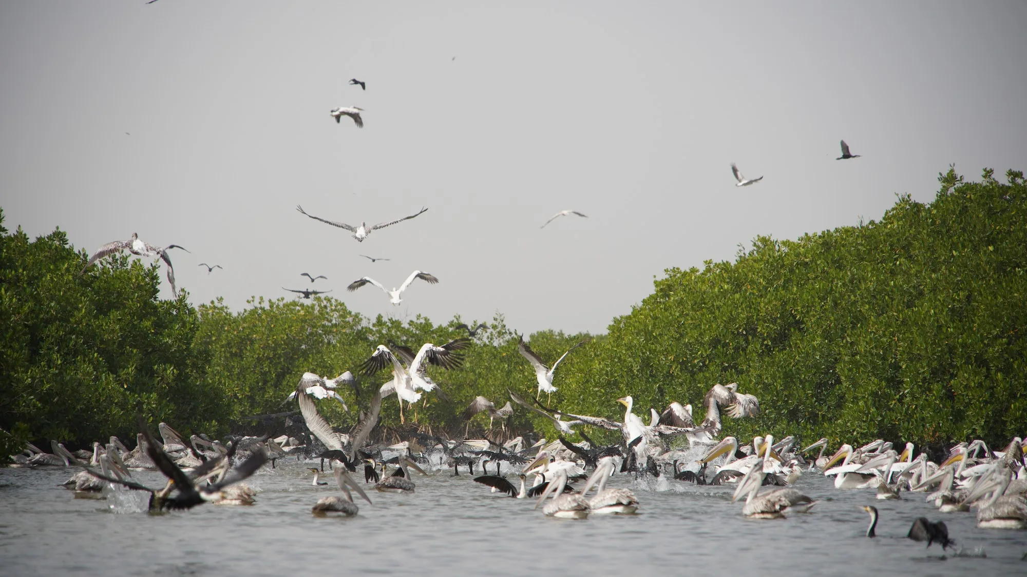 Mangrove, Sénégal